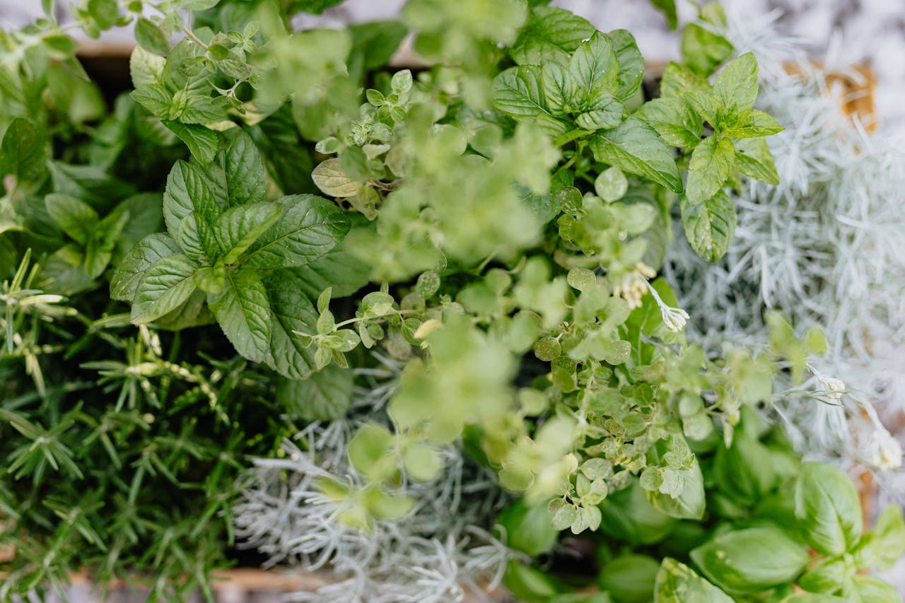 Top view of a lush, vibrant herb garden featuring basil, mint, rosemary, and more.